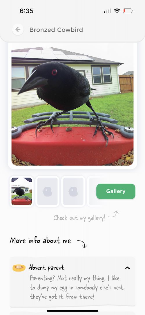 Premium Smart Bird Feeder Showdown: Birdfy Bamboo vs. Bird Buddy