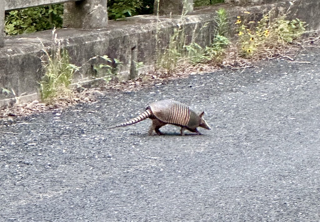 armadillo on bridge