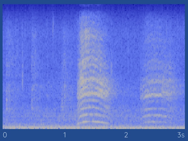 eurasian collared dove spectrogram haikubox