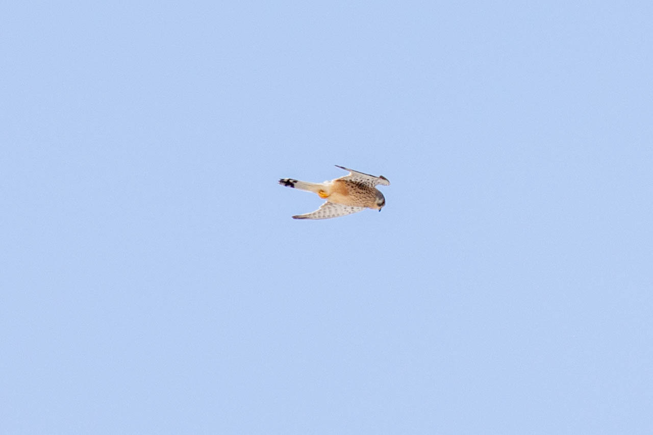 eurasian kestrel flying in santorini