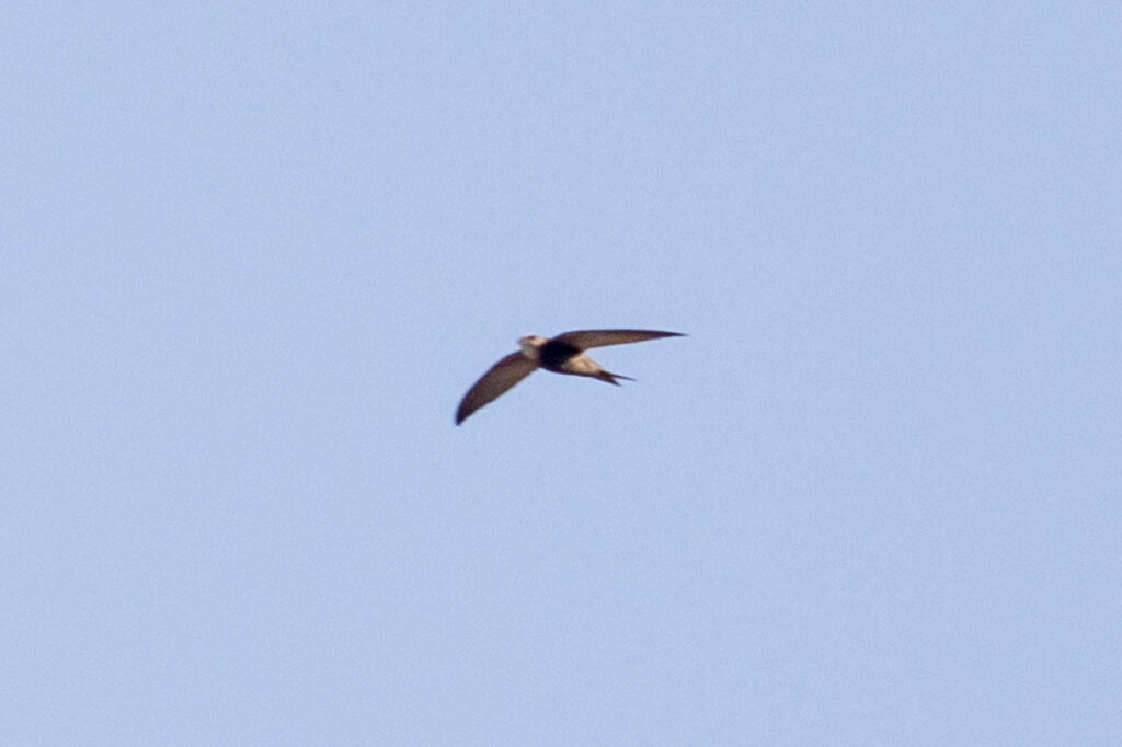 pallid swift flying in sky