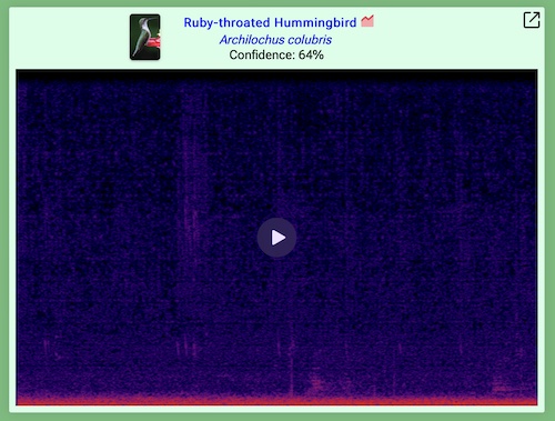 ruby-throated hummingbird spectrogram birdnet-pi