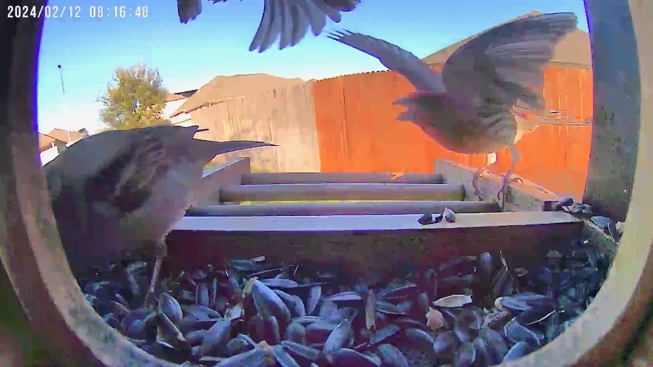 Premium Smart Bird Feeder Showdown: Birdfy Bamboo vs. Bird Buddy