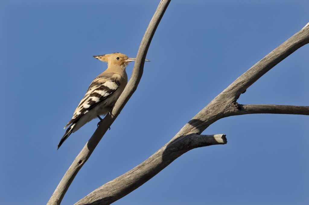 eurasian hoopoe on branch