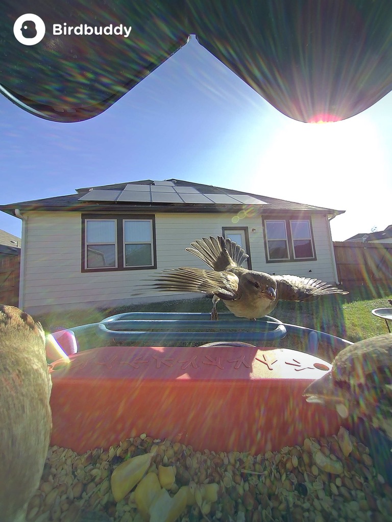 female house sparrow with wings spread on feeder