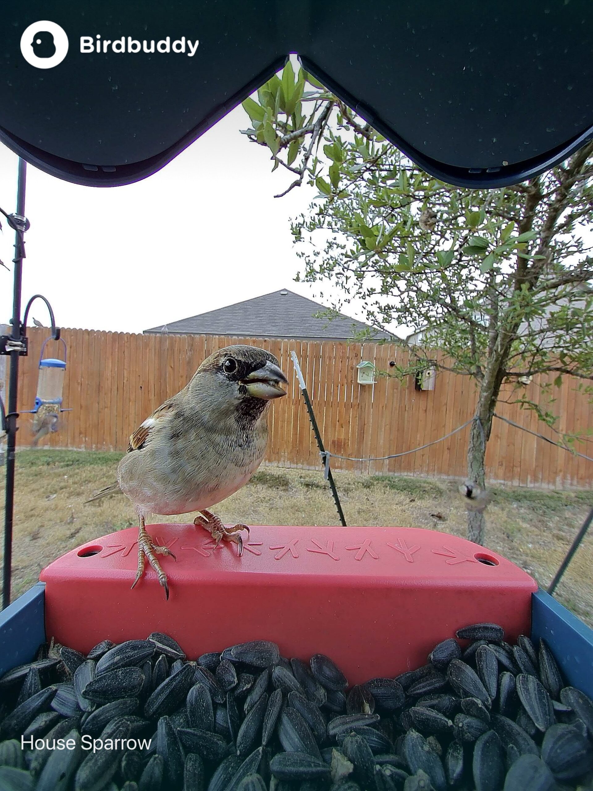 male house sparrow perched at bird buddy feeder in yard