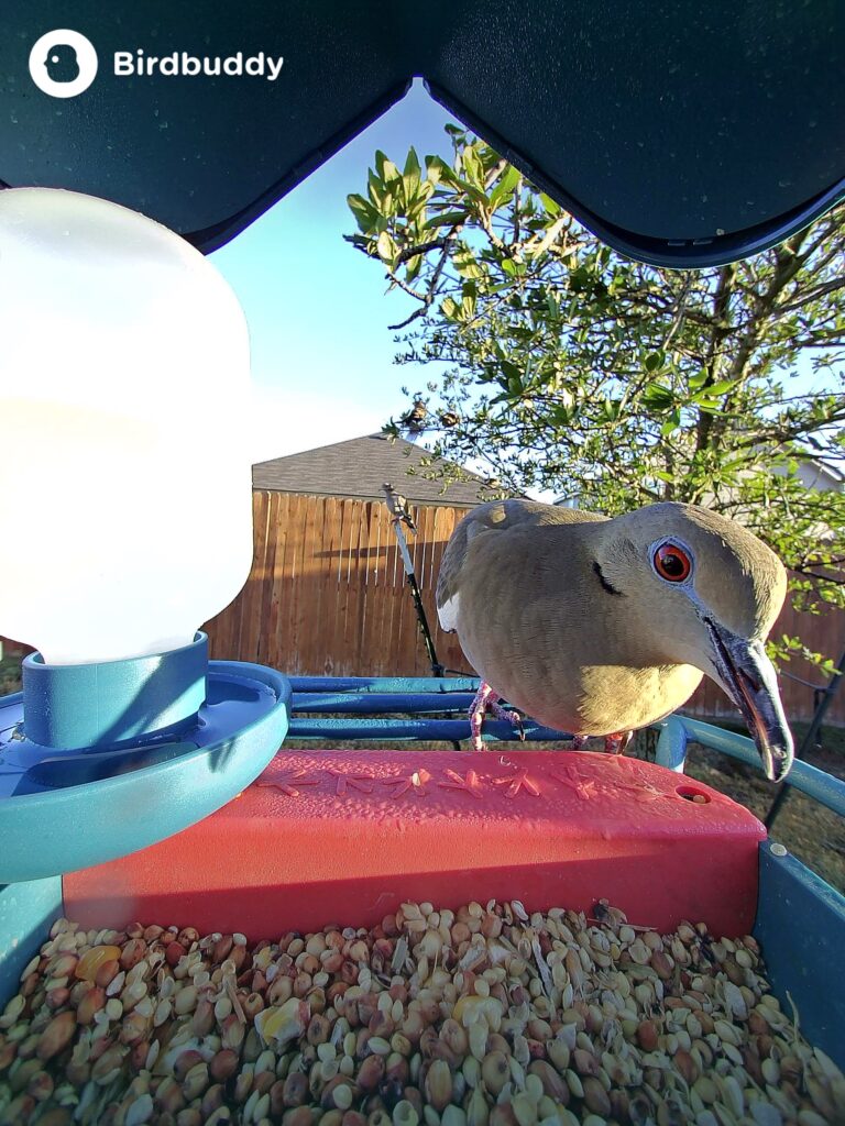 white winged dove on bird buddy with water