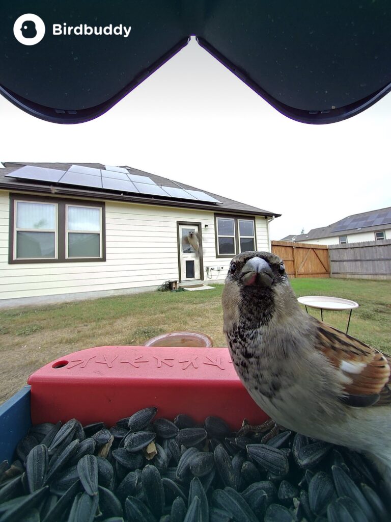 house sparrow male looks into the new bird buddy camera