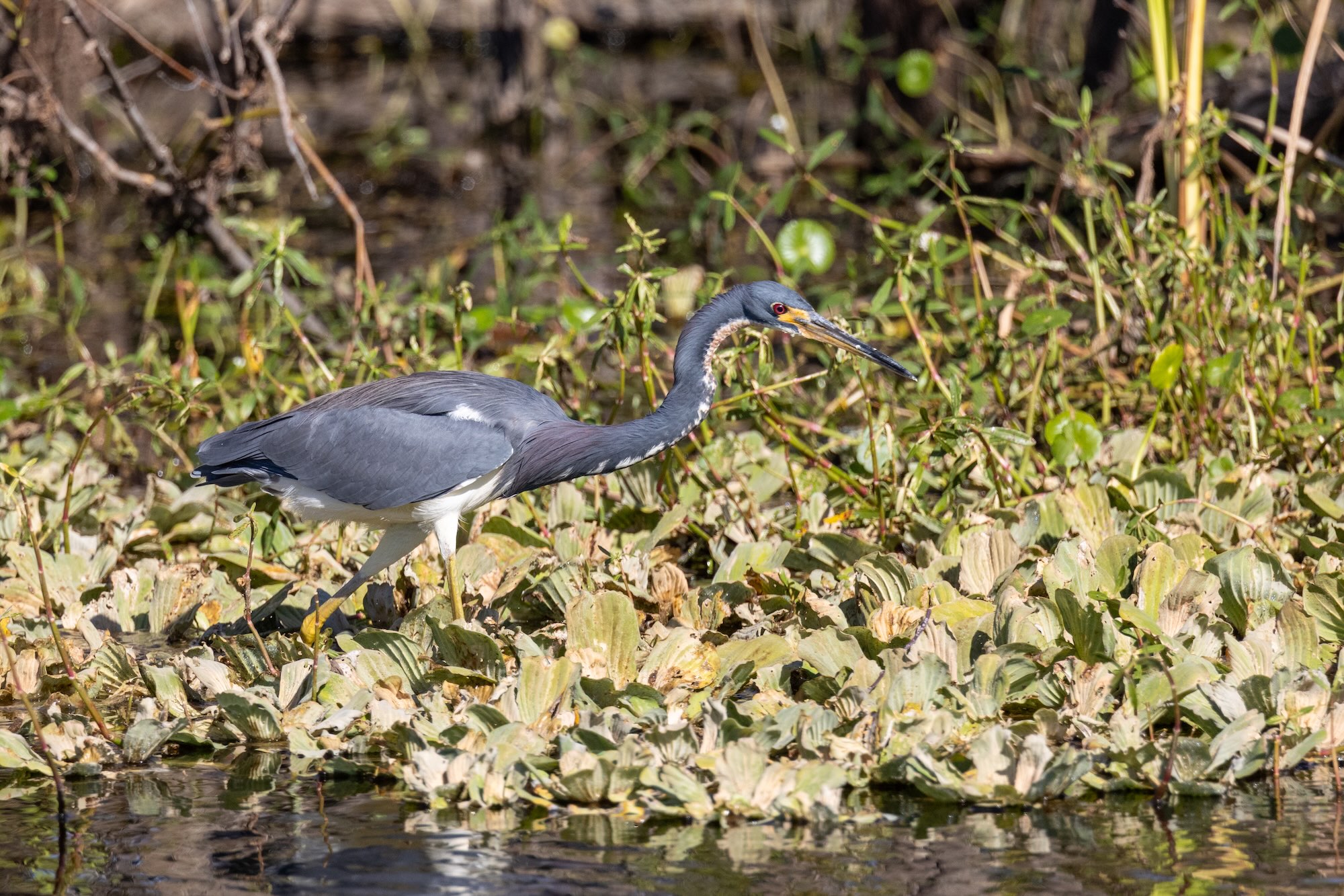The best birdwatching in Orlando – Lake Apopka Wildlife Drive