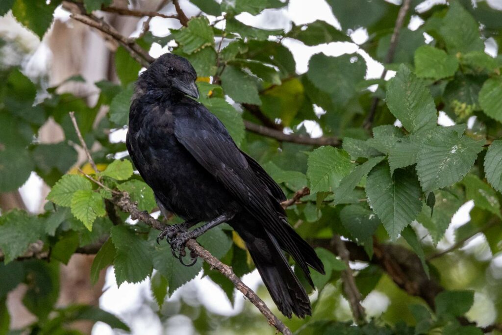 carrion crow perched on a small branch with green leaves. it's facing left but looking to the right.