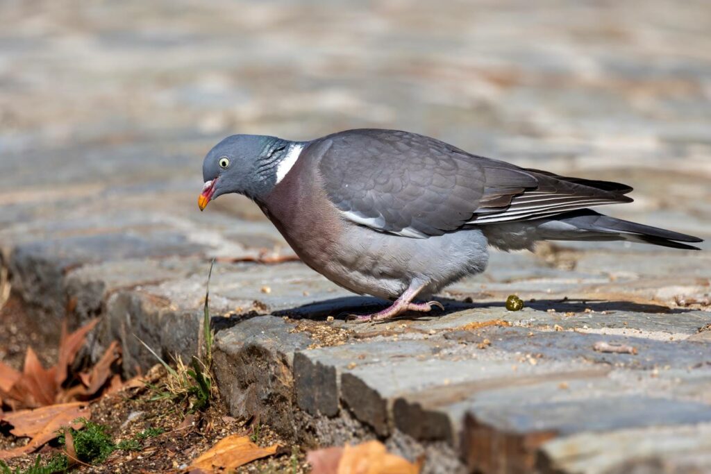 A Common Wood-pigeon stands on a path facing left. White neck patch is visible on the bird.