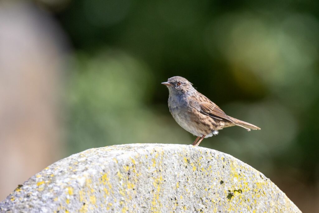 Dunnock bird perched facing left on top of a mossy tombstone
