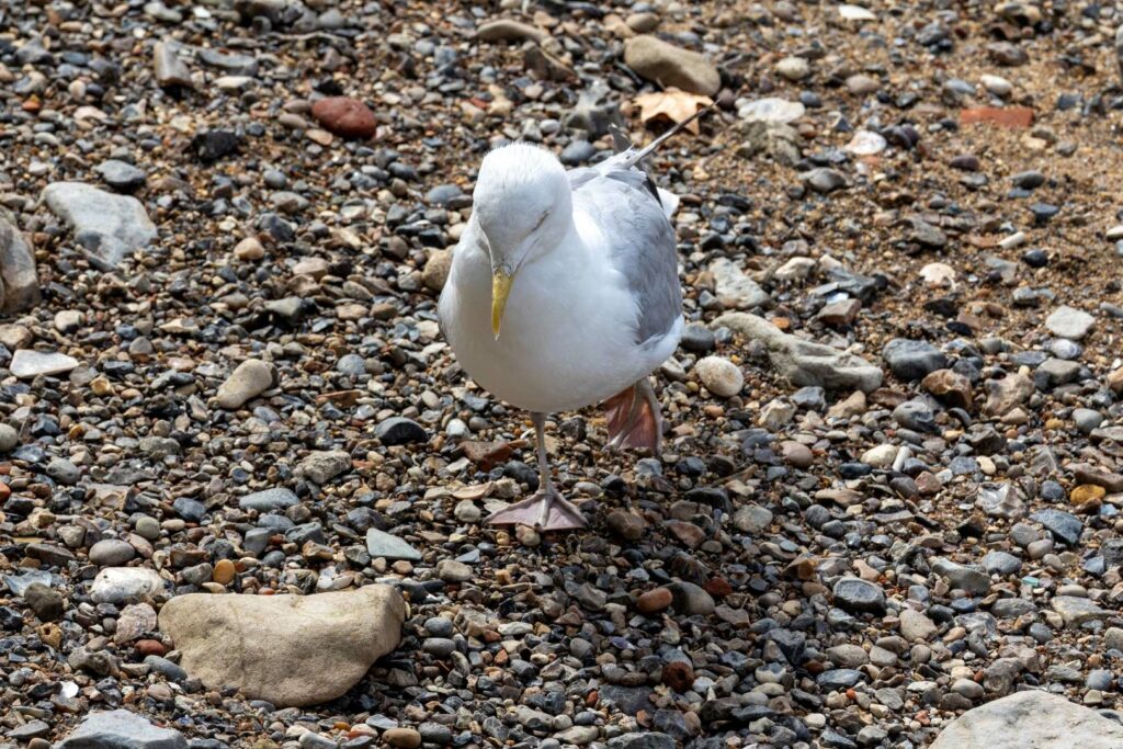 european herring gull walking toward camera on gravel