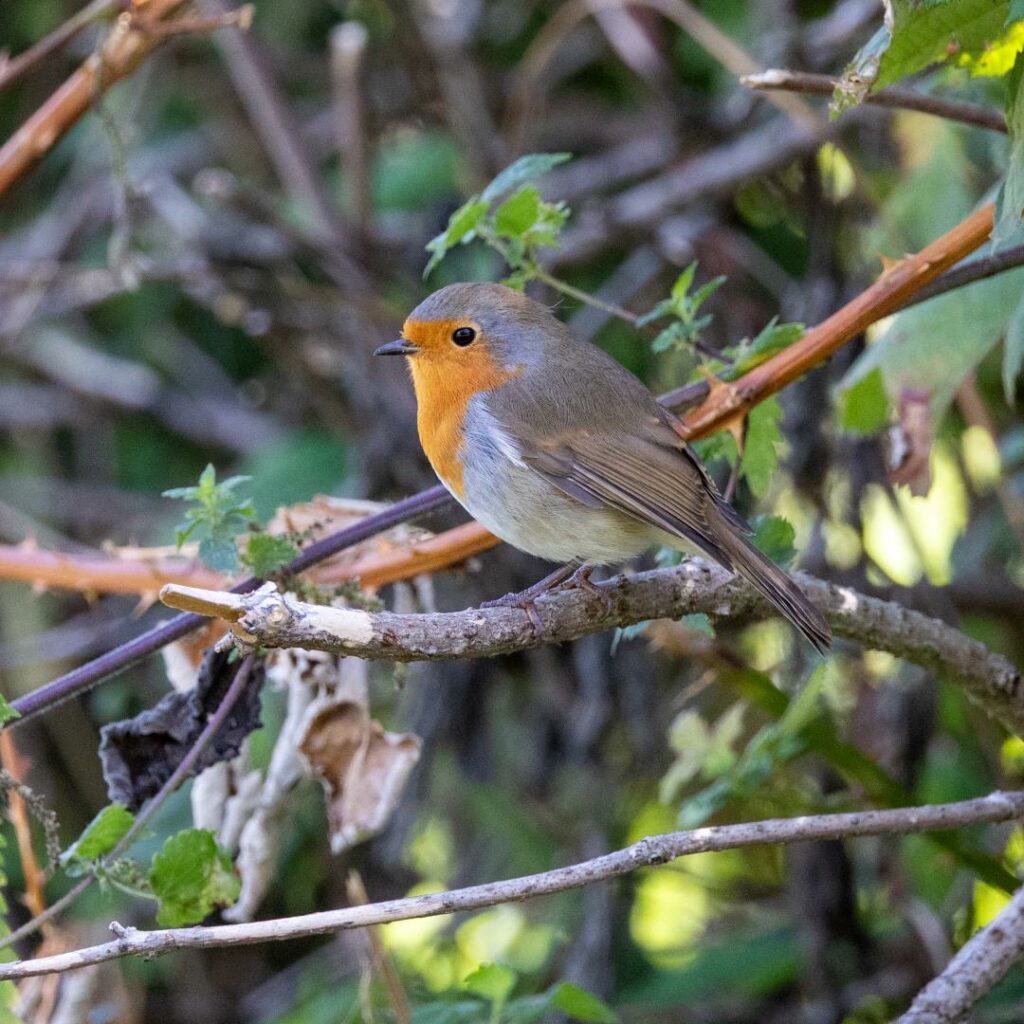 profile of a european robin facing left on a small branch with leaves behind it.