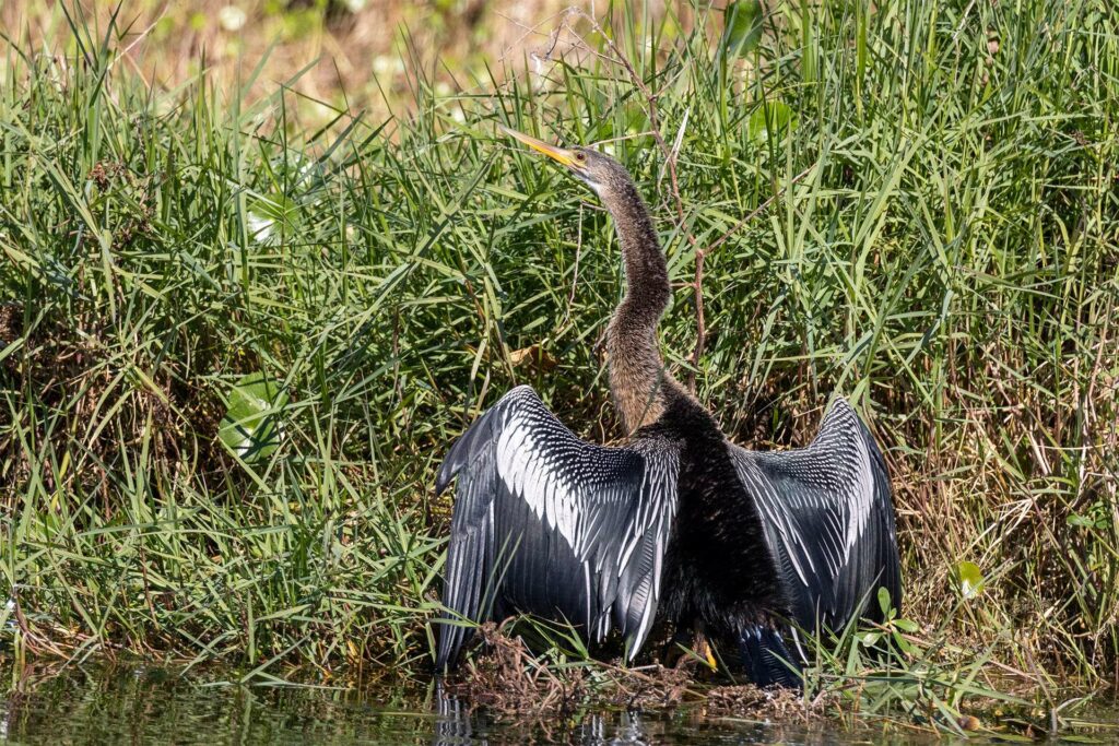 Anhinga holds its wings open to dry them while standing on the ground