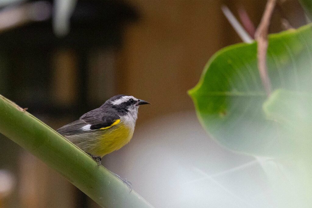 A bananaquit perched on a green branch