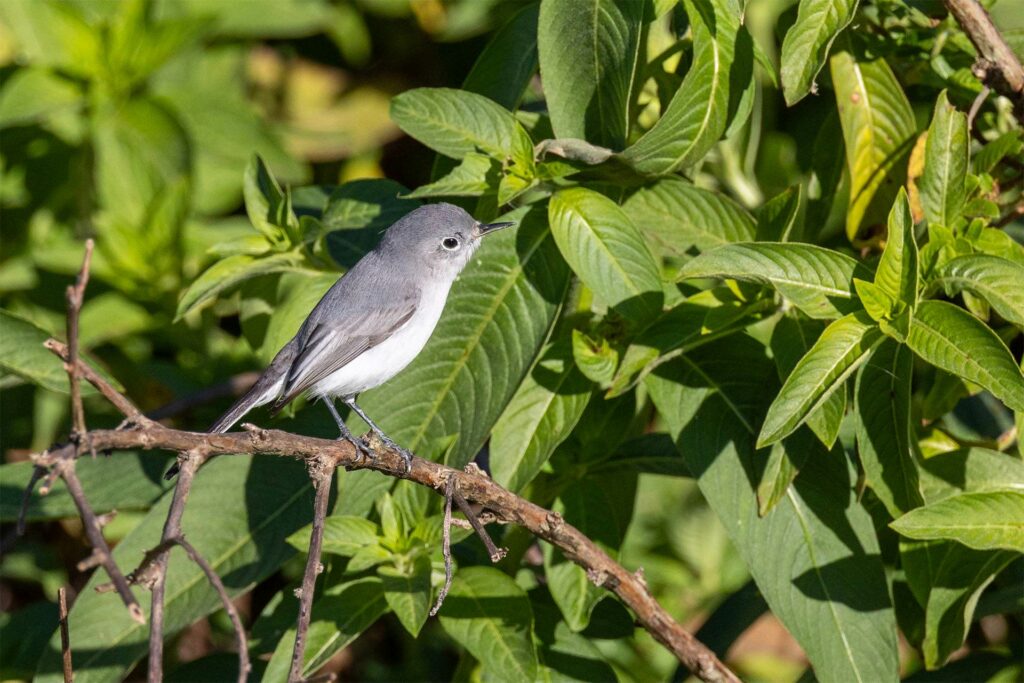 Blue gray gnatcatcher perched in a leafy tree facing right 