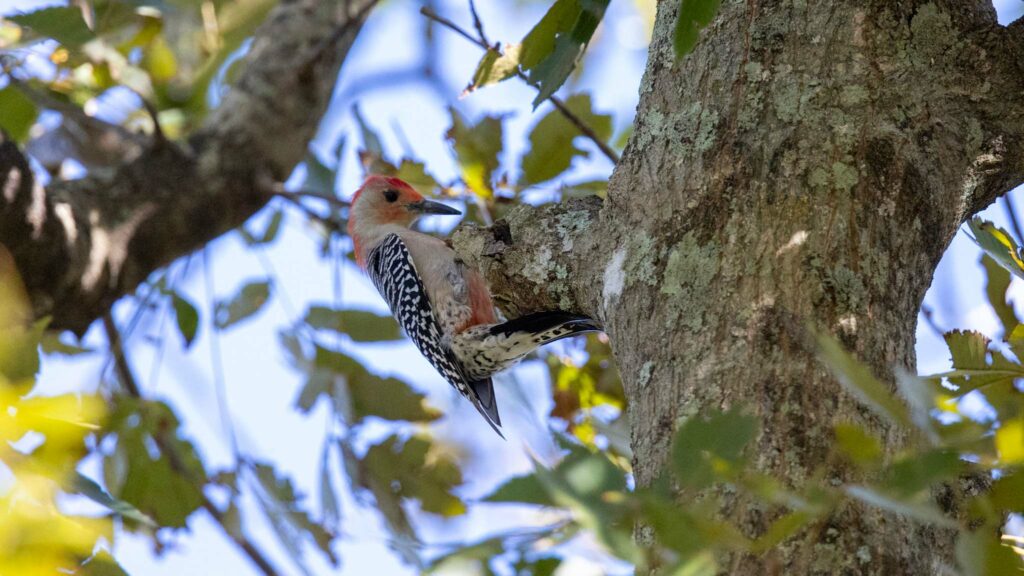 A red bellied woodpecker clings to a branch stump looking intently for food
