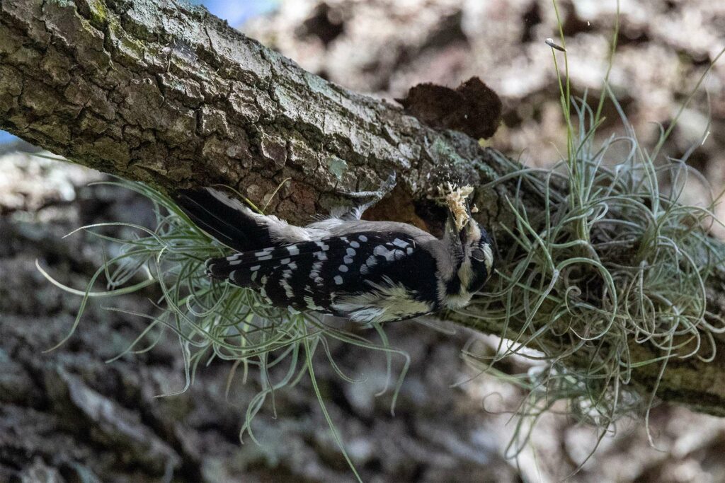 Male downy woodpecker with a beak full of wood shavings from the hole it is making