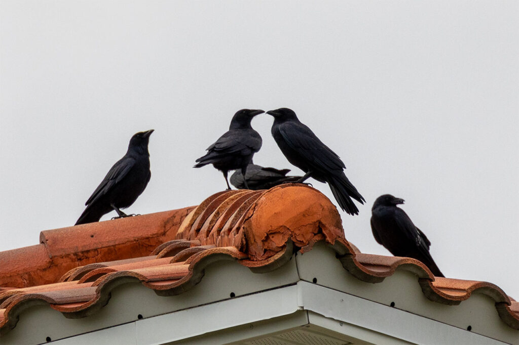 Four fish crows on a terracotta roof 