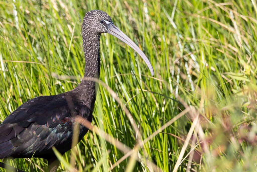 A Glossy ibis standing among tall grass