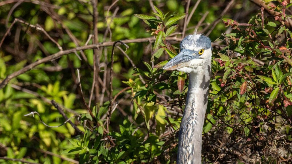 Great blue heron stands against plants