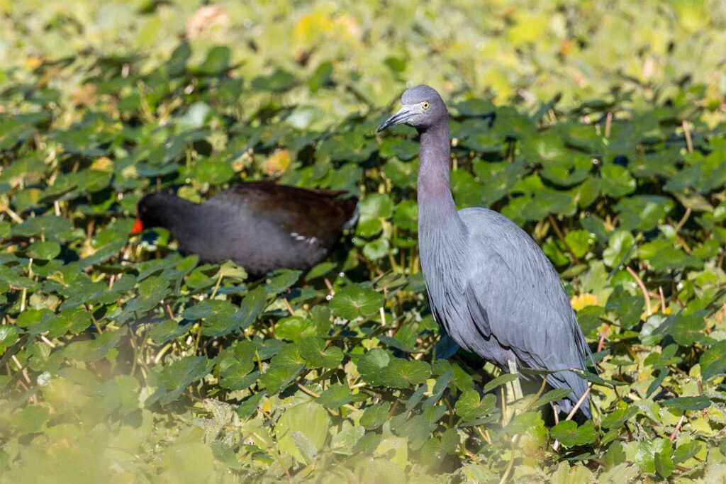 Little blue heron standing in dense water vegetation in front of a common gallinule