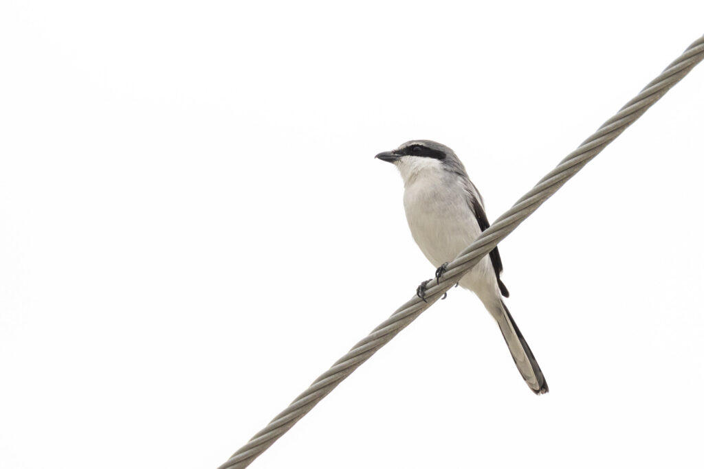 A loggerhead shrike perched on a wire facing left in front of a gray sky
