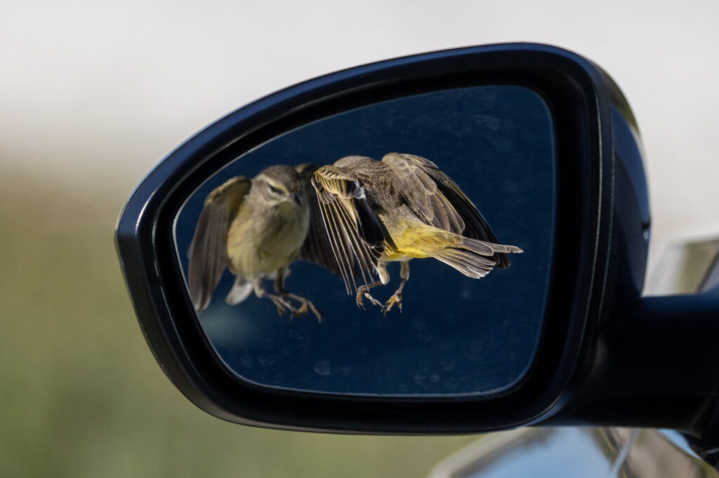 Palm warbler attacks its reflection in car mirror at lake apopka 