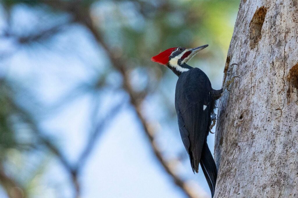 A pileated woodpecker clings to the side of a smooth tree