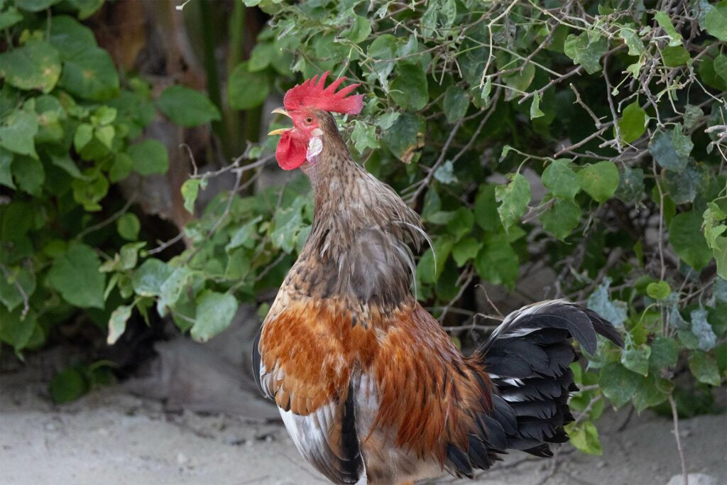 A crowing chicken faces left 