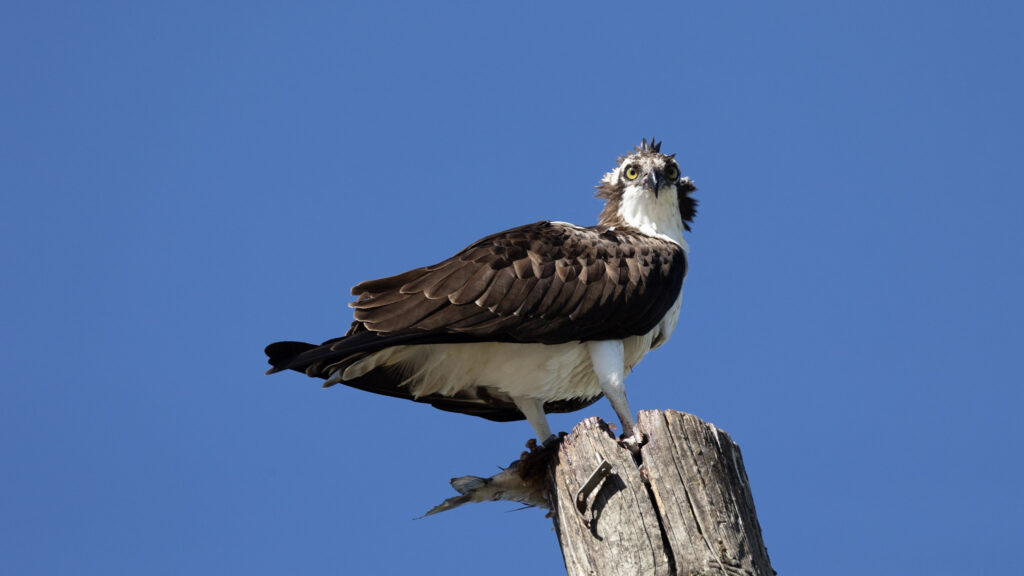 Osprey on top of a utility pole with a fish it’s about to eat. It’s wet and looking at the camera. 