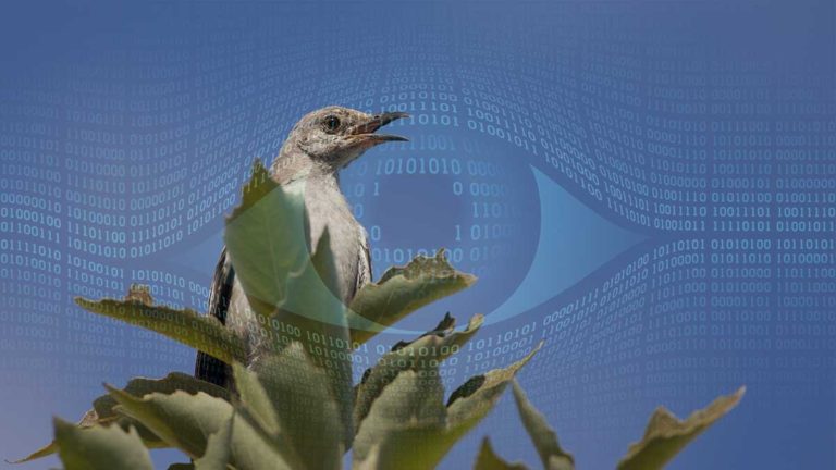 mockingbird with computer vision overlay