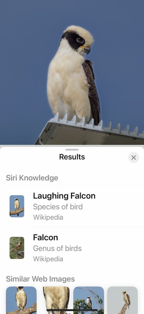 iphone ai identification of a laughing falcon