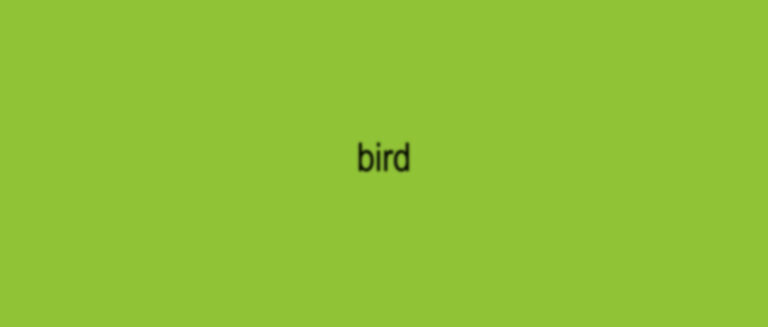 bird brat