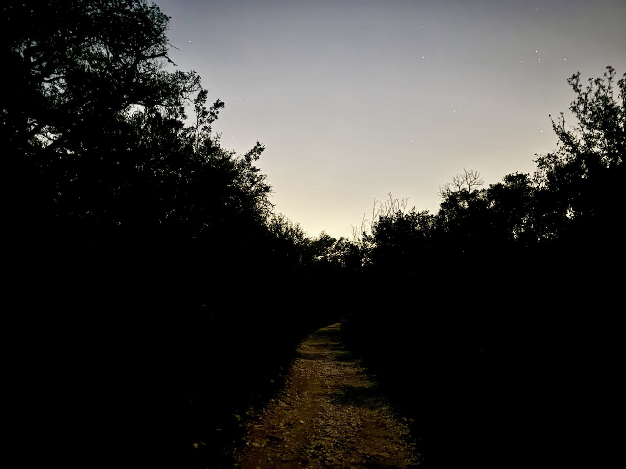 Birding at Night