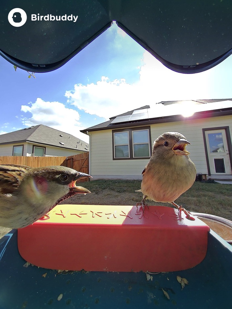 sparrows perched on an empty bird buddy feeder