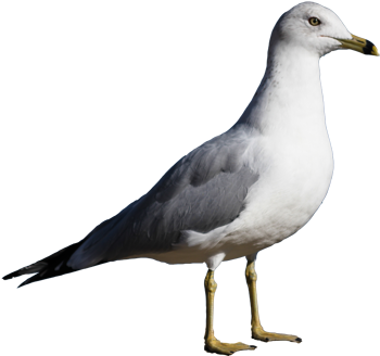Ring-billed Gull isolated 350