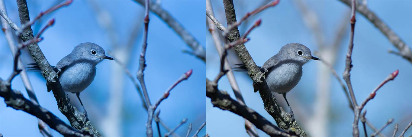 Before and after of a Blue-gray Gnatcatcher with temperature balance adjustment.