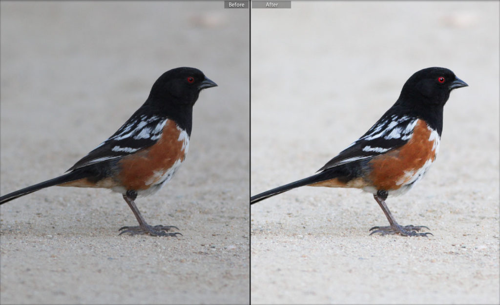 spotted towhee before and after editing