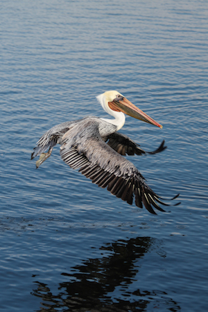 Pelican - Printing bird photos