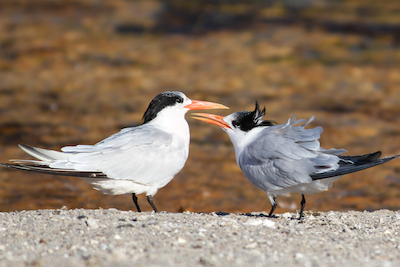 Royal Tern Couple - printing bird photos