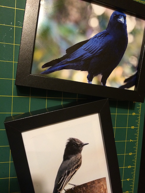 framed prints - printing bird photos 