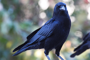 American Crow, beginner birder