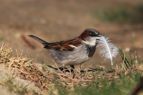 Beginner Birder - english house sparrow