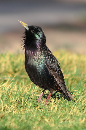 European Starling, beginner birder