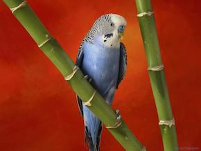 Blue parakeet, beginner birder