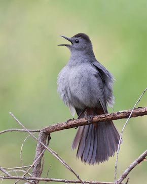 Grey Catbird, beginner birder