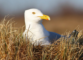 beginner birder, herring gull