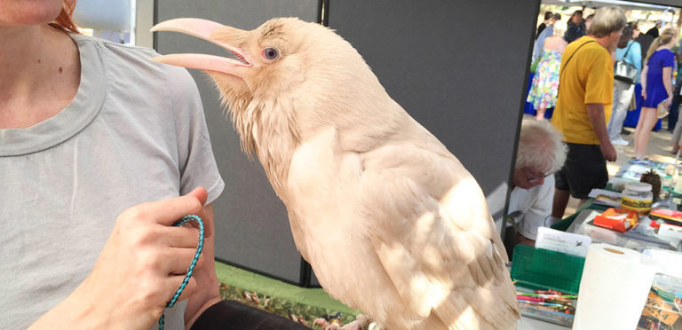 albino raven los angeles bird festival